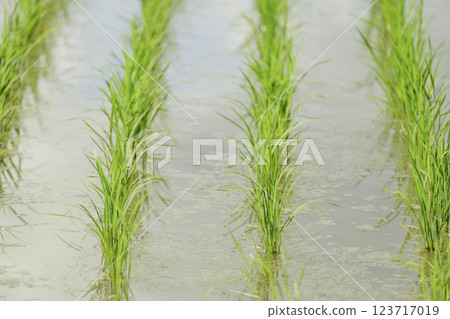 夏季稻田，稻苗特寫 123717019