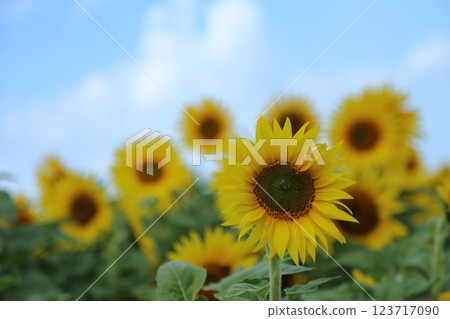 大牟田市向日葵田, 大牟田市向日葵田, 123717090