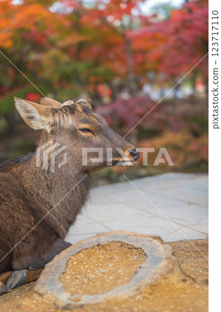 [秋] 奈良公園的鹿 [紅葉] 123717110