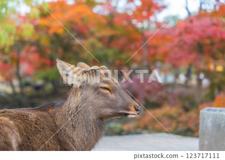 [秋] 奈良公園的鹿 [紅葉] 123717111