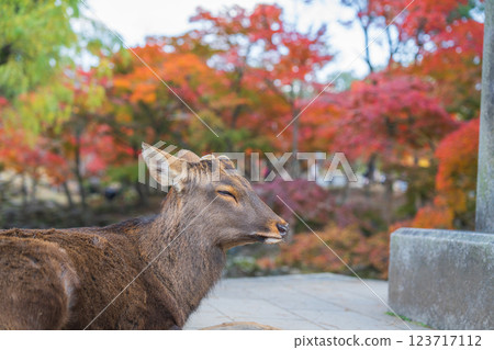 [Autumn] Deer in Nara Park [Autumn leaves] 123717112