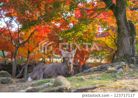 [Autumn] Deer in Nara Park [Autumn leaves] 123717117