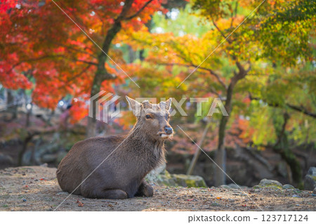 [秋] 奈良公園的鹿 [紅葉] 123717124
