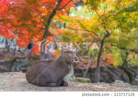 [Autumn] Deer in Nara Park [Autumn leaves] 123717126