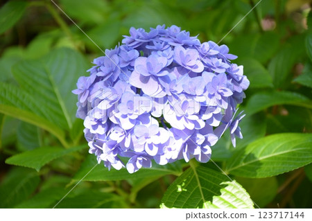 Hydrangea season has arrived: Cute pale blue hydrangeas Hydrangea season has arrived: Cute pale blue hydrangeas 123717144