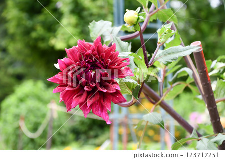 大麗花“欺騙的心” 123717251