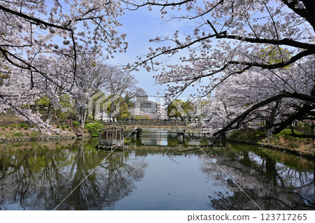 在Kanuma公園的櫻花 在Kanuma公園的櫻花 123717265
