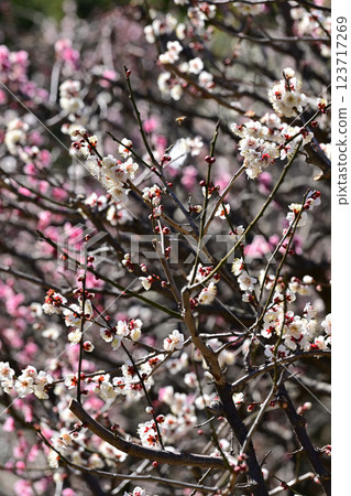 Plum blossom  123717269
