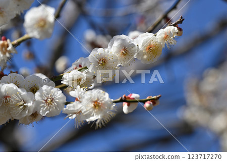 Double Winter Solstice Plum 123717270