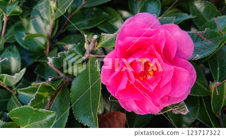 茶梅 茶梅 123717322