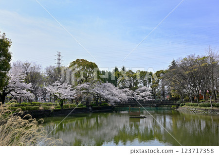 在Kanuma公園的櫻花 123717358