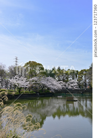 在Kanuma公園的櫻花 123717360