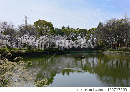 Cherry blossoms at Kanuma Park 123717363