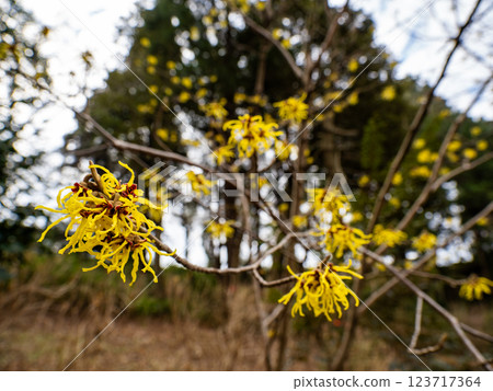 金縷梅在冬末盛開，預示著春天的到來 123717364