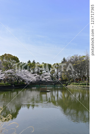 Cherry blossoms at Kanuma Park Cherry blossoms at Kanuma Park 123717365