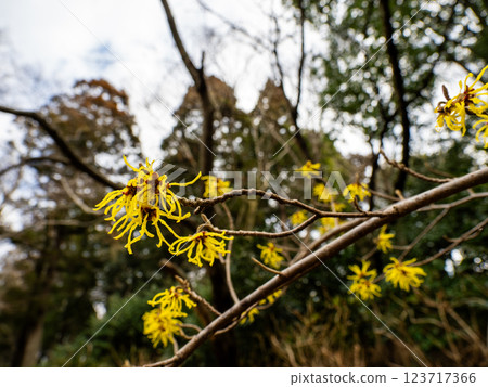 Witch hazel flowers bloom in late winter and herald the arrival of spring 123717366