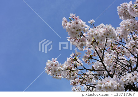 Cherry blossoms at Kanuma Park 123717367