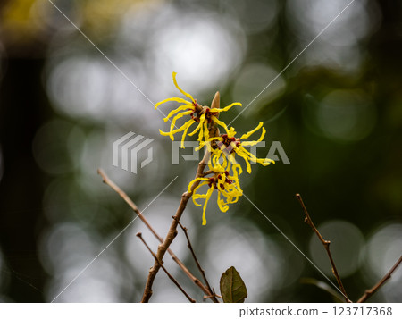 Witch hazel flowers bloom in late winter and herald the arrival of spring 123717368