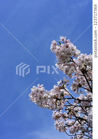 Cherry blossoms at Kanuma Park 123717369