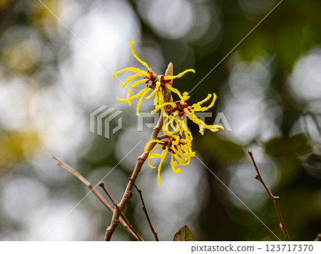 金縷梅在冬末盛開,預示著春天的到來 金縷梅在冬末盛開,預示著春天的到來 123717370