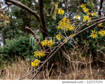 金縷梅在冬末盛開,預示著春天的到來 金縷梅在冬末盛開,預示著春天的到來 123717374