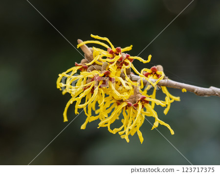 Witch hazel flowers bloom in late winter and herald the arrival of spring Witch hazel flowers bloom in late winter and herald the arrival of spring 123717375