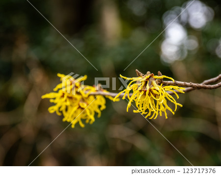 Witch hazel flowers bloom in late winter and herald the arrival of spring Witch hazel flowers bloom in late winter and herald the arrival of spring 123717376