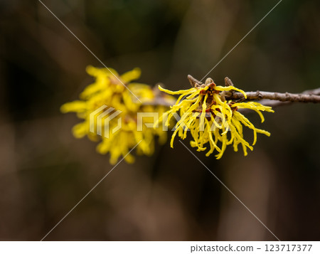 金縷梅在冬末盛開,預示著春天的到來 金縷梅在冬末盛開,預示著春天的到來 123717377