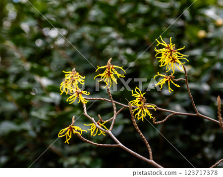 Witch hazel flowers bloom in late winter and herald the arrival of spring 123717378