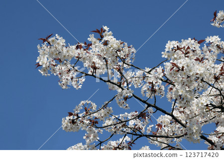 盛開的櫻花和藍天，白色的櫻花，櫻花和藍天 123717420
