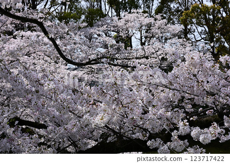 在Kanuma公園的櫻花 在Kanuma公園的櫻花 123717422