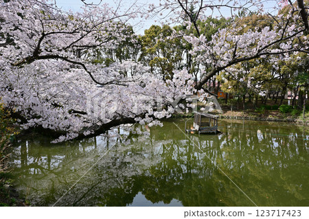 在Kanuma公園的櫻花 123717423