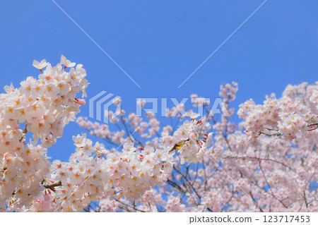 盛開的櫻花和藍天，櫻花背景，染井吉野 123717453