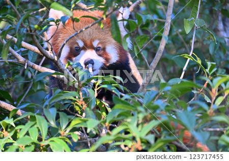 A red panda peeking out from the shade of a tree A red panda peeking out from the shade of a tree 123717455