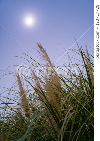 Grass and sun Grass and sun 123717729