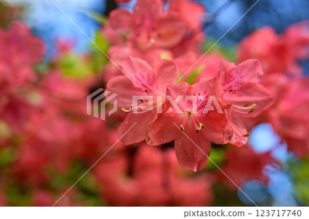 紅花 紅花 123717740