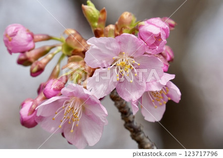 Cherry blossoms herald the arrival of spring. Close-up 123717796