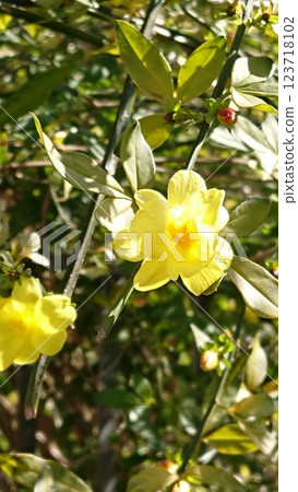 黃色的花(落花) 黃色的花(落花) 123718102