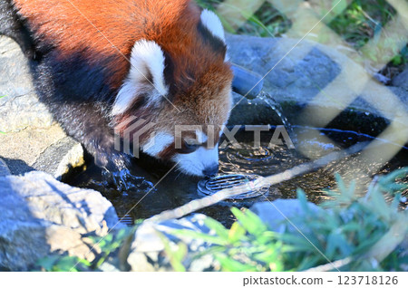 Drinking water lesser panda 123718126