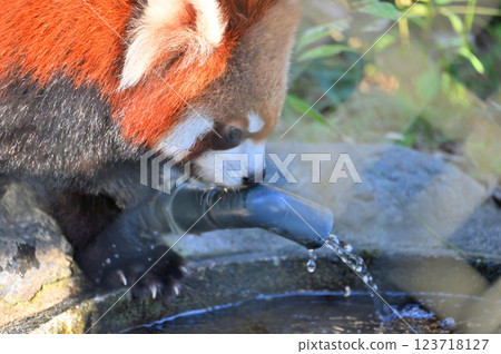 Drinking water lesser panda 123718127