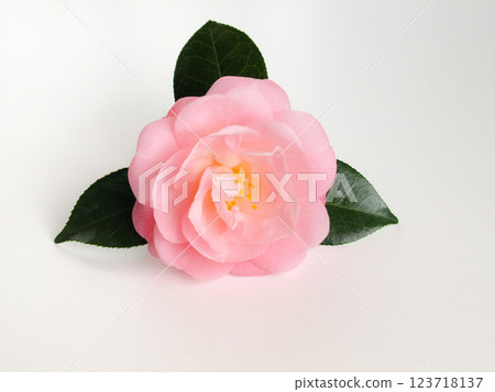 Pink camellia flower on white background, pink camellia background Pink camellia flower on white background, pink camellia background 123718137