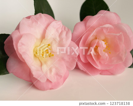 Pink camellia flower on white background, pink camellia background 123718138