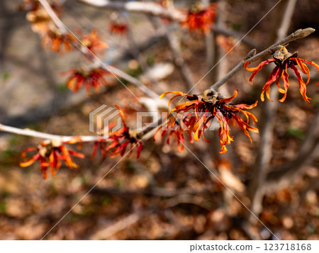 金縷梅在冬末開始綻放 金縷梅在冬末開始綻放 123718168