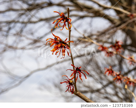金縷梅在冬末開始綻放 金縷梅在冬末開始綻放 123718169