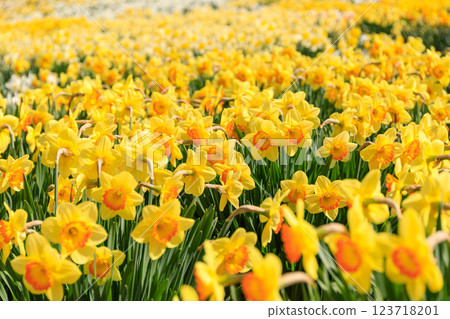 Toyako Town, Hokkaido, where approximately 200,000 daffodils bloom on Daffodil Hill (May) Toyako Town, Hokkaido, where approximately 200,000 daffodils bloom on Daffodil Hill (May) 123718201