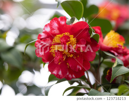 五石海岸世界山茶花節 123718213