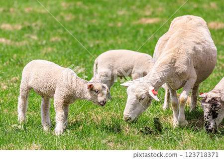A mother and baby sheep eating grass in Shimukappu Village, Hokkaido [May] 123718371