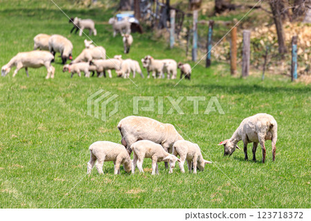 A mother and baby sheep eating grass in Shimukappu Village, Hokkaido [May] 123718372