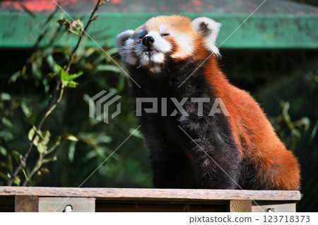 一隻可愛的小熊貓的特寫鏡頭 123718373