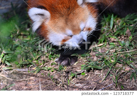 Close-up of a cute red panda 123718377